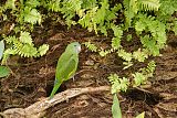 White-winged Parakeetborder=